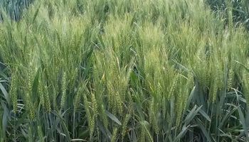 La estrategia "bonita y barata" que se vuelve clave para tener éxito con el trigo y las particularidades de la campaña bajo la mirada de una experta en el cultivo