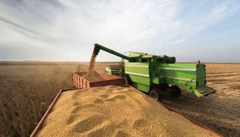 ¿Conviene vender los granos e invertir los pesos o aguantar? El maíz ofrece 70% de tasa anual