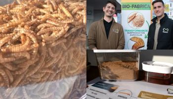 El nuevo negocio que nace del agro: crían insectos para producir proteínas y bioinsumos