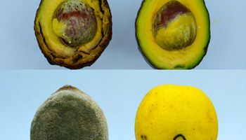 Son argentinos y crearon un producto natural inédito que ayuda a que la fruta no se pudra: ya trabajan con empresas líderes del norte