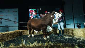 A cuánto se subastaron los siete animales de la Noche Braford de La Rural