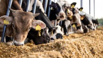 Mueve US$ 15.000 millones y da trabajo a 40.000 personas: la industria del campo que podría duplicarse en cinco años