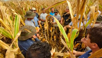 Iniciativa inédita en el mundo: más de 85.000 productores argentinos se unen para invertir millones y buscar la nueva forma de producir