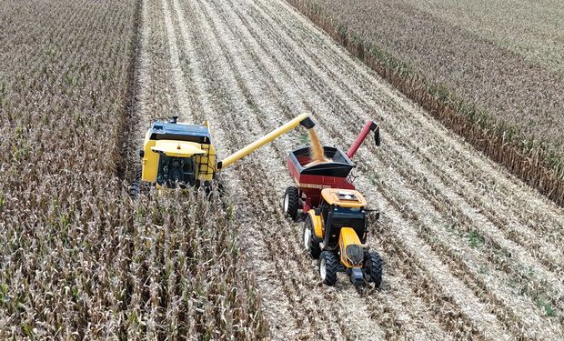 Agricultor acompanha lavoura de milho em Guarapuava, no Paraná, onde alcançou recorde nacional de produtividade.