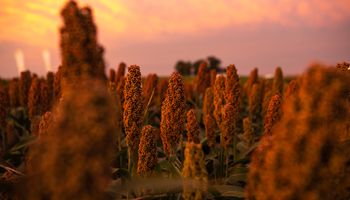 Un avance científico fortalece la defensa del sorgo frente al pulgón amarillo Un avance científico fortalece la defensa del sorgo frente al pulgón amarillo