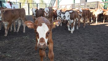 Terneros a más de $7.000: los precios de un histórico remate con 12.000 cabezas y una alianza inédita para el agro