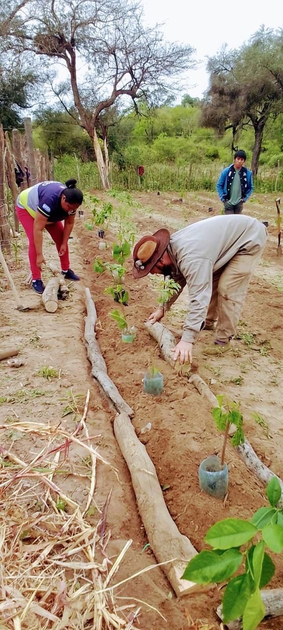 Hombre con sombrero y una mujer agachados plantando árboles jóvenes en bolsas en un surco de tierra, con troncos como guías; de fondo, otra persona observa.