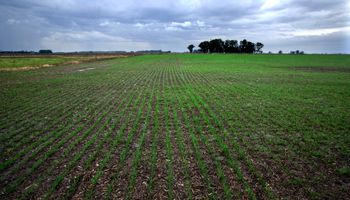 Alarma por la falta de lluvias: afecta a 160.000 hectáreas de trigo y frena la siembra de maíz Alarma por la falta de lluvias: afecta a 160.000 hectáreas de trigo y frena la siembra de maíz