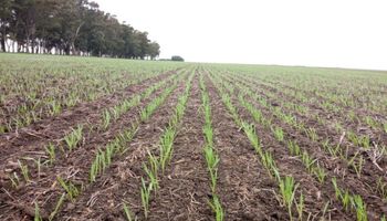 Las buenas reservas de agua impulsan al trigo, pero una decisión puede limitar el potencial productivo Las buenas reservas de agua impulsan al trigo, pero una decisión puede limitar el potencial productivo