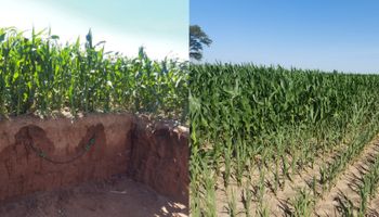 La tecnología que no se ve y permite superar los 17.000 kg por hectárea de maíz: la probaron durante 9 años con estos resultados