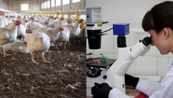 Científicos argentinos avanzan en una vacuna contra la gripe aviar en humanos