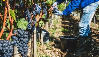 ¿Cae la presencia de vino argentino en el mundo?