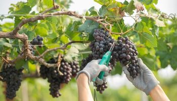 Crisis en la vitivinicultura: producir una hectárea ya deja pérdidas de $2,6 millones