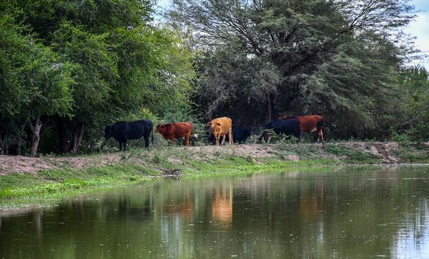 Bosques nativos: el proyecto que busca actualizar las reglas para producir y conservar en Córdoba