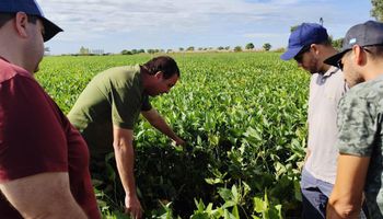 “Están perdiendo sensibilidad”: el problema sanitario que obliga a buscar nuevas herramientas para los cultivos