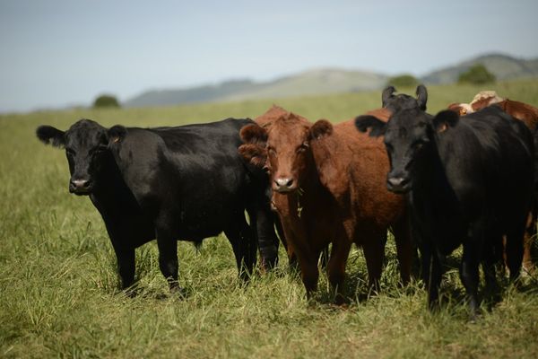 Terneros y novillos negros y colorados pastando en un campo verde, con colinas al fondo