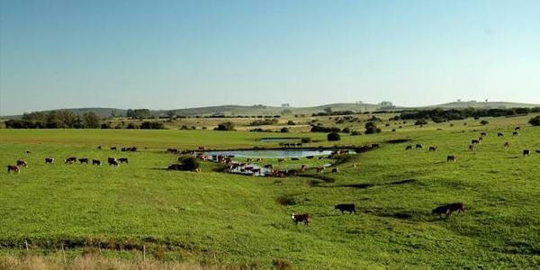 Vacas y novillos pastando en un campo verde con un pequeño jagüel y lomadas al fondo
