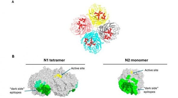 Modelos 3D de proteínas de influenza: a la izquierda, un tetrámero N1 con sitio activo y epítopos "dark side" resaltados; a la derecha, un monómero N2.