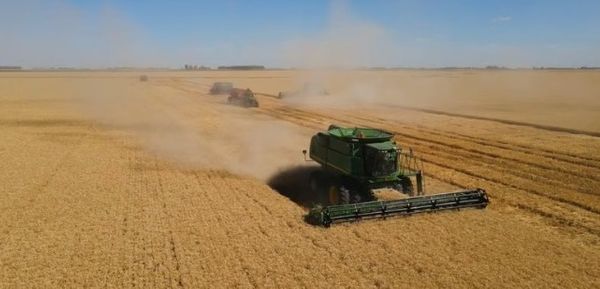 Cosechadoras verdes trabajando en un extenso campo de trigo dorado, levantando polvo