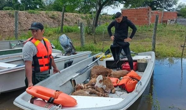 Dos hombres en un bote de aluminio con chalecos salvavidas rescatan animales de granja (cerdos y ovejas) en una zona inundada