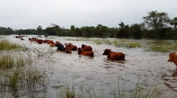 Vacas marrones cruzando una zona inundada con agua turbia y pastos altos, con árboles al fondo