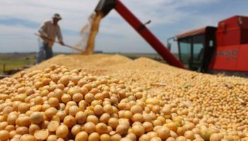 Abiove eleva projeções para soja em 2026 com safra recorde