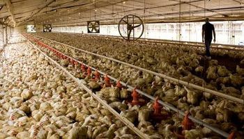 Cuando lo que nunca va a pasar, al final pasa: la muerte de 40.000 aves en un establecimiento que sirve como experiencia para el campo y los desafíos del mercado asegurador