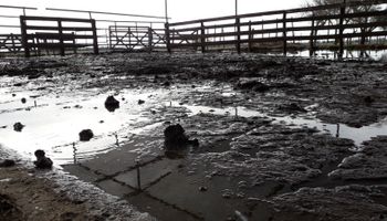 En el barro, las vacas pueden descansar 3 horas en lugar de 12: cómo preparar el tambo para un Niño fuerte