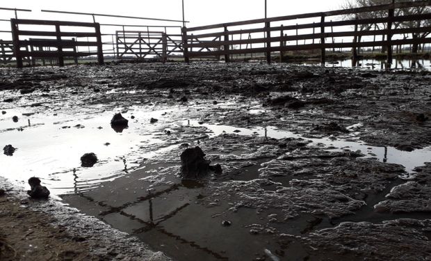 En el barro, las vacas pueden descansar 3 horas en lugar de 12: cómo preparar el tambo para un Niño fuerte