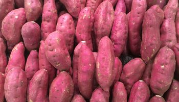 Batata-doce pode virar etanol em SP