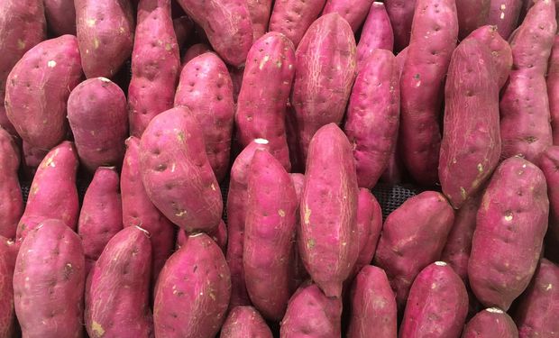 Lavoura de batata-doce utilizada em pesquisas para produção de etanol e biometano em São Paulo.