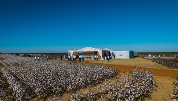 Bayer anuncia nova geração da Bollgard para o algodão