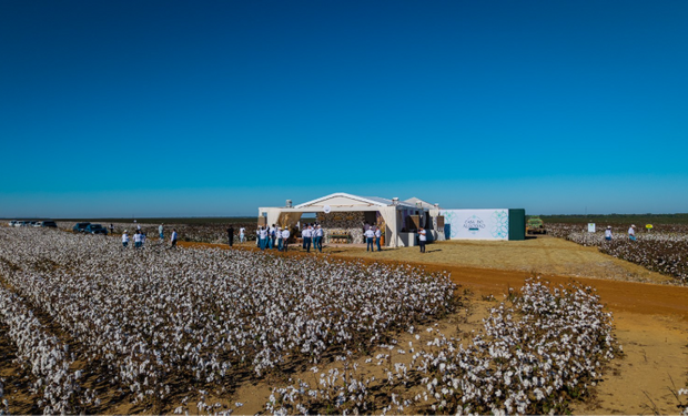 Bayer anuncia quarta geração da biotecnologia Bollgard para o algodão com lançamento até 2028