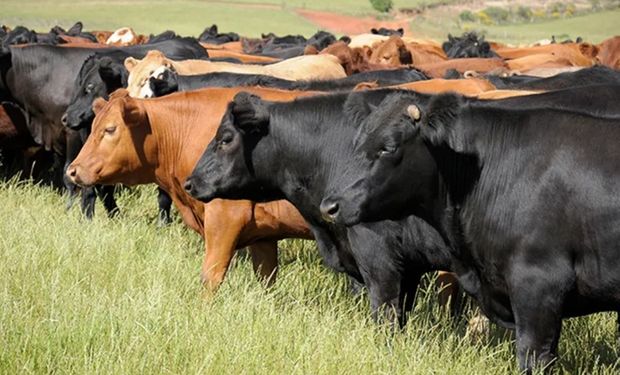 Bovinos em fazenda durante período de queda dos preços da arroba no mercado brasileiro.