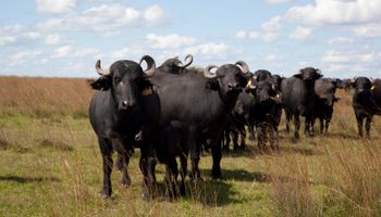 Ya hay más de 200.000 búfalos en Argentina y hay tres provincias que concentran el 83% del stock