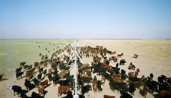 Así es el feedlot más grande de la Argentina: "La empresa no es propietaria de una sola vaca", destacan en el establecimiento con capacidad para 100.000 animales