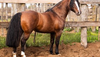 El caballo que hizo historia y se vendió a más de $150 millones