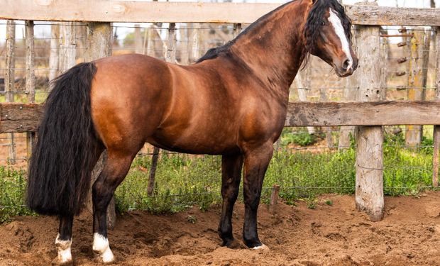 En el Remate Especial de la raza Caballo Criollo se vendieron más de 20 ejemplares, embriones y servicios que lograron un total $360 millones; además, la Asociación de Criadores de Caballos Criollos aprobó una reforma histórica