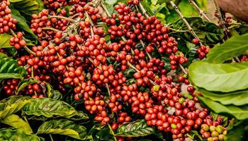 Café: Clima e qualidade elevam volatilidade do arábica