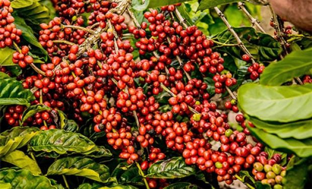 Café/Cepea: Preocupações com clima e qualidade elevam volatilidade do arábica