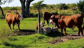 La demanda de campos ganaderos sostiene el mercado inmobiliario rural