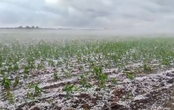 Campo de maíz joven cubierto de granizo blanco tras una tormenta