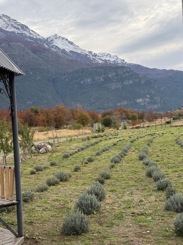 De la ganader&iacute;a a la lavanda: la apuesta que florece en Chubut