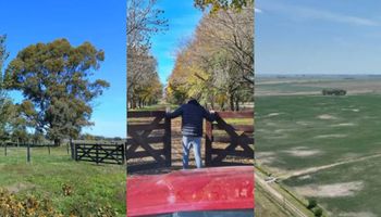 Cuánto piden por hectárea en los campos más buscados: de US$ 8.000 en Trenque Lauquen a US$ 15.500 en Capitán Sarmiento