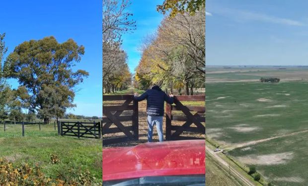 Cuánto piden por hectárea en los campos más buscados: de US$ 8.000 en Trenque Lauquen a US$ 15.500 en Capitán Sarmiento