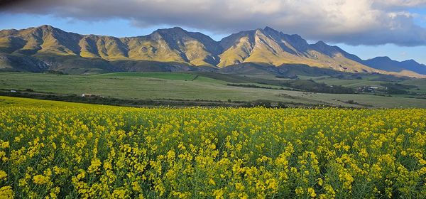 Campo de canola en flor, de intenso color amarillo, con sierras de fondo en un paisaje rural
