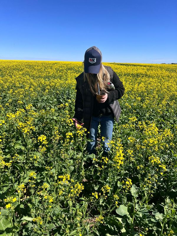 Asesora recorre un lote de colza en flor, con su mate en la mano, entre plantas de flores amarillas
