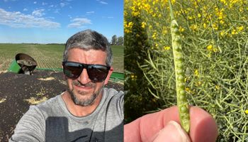 El resurgir argentino de un cultivo que le gana al trigo y hasta hace que la soja rinda más: la experiencia de 3000 hectáreas de un asesor