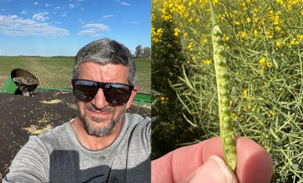 El resurgir argentino de un cultivo que le gana al trigo y hasta hace que la soja rinda más: la experiencia de 3000 hectáreas de un asesor