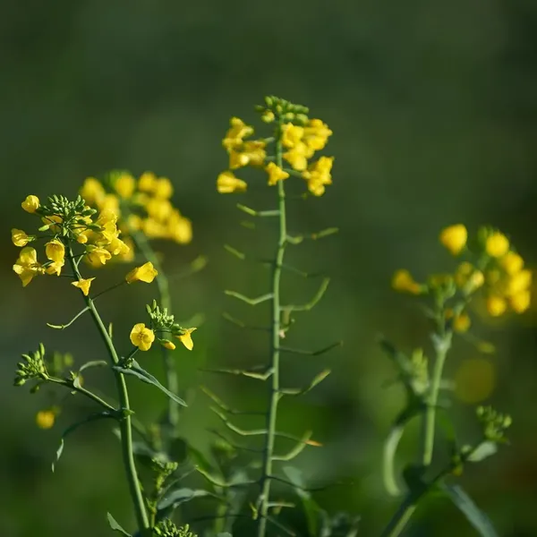 Plantas de canola con flores amarillas en un campo, con sus vainas largas y delgadas en los tallos.